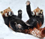 雪地上演“功夫熊猫” 疾如风快如电