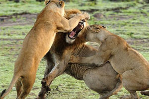 雄狮遭母狮群殴
