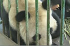 虐待大熊貓事件調查