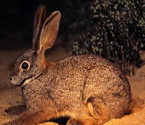 琉球兔數量稀少成活化石