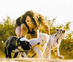 南非牛頭犬調教白獅、白虎
