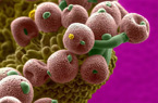 人體免疫細胞大戰錐形虫