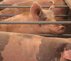 轉基因豬有天然免疫力