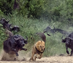 獅子偷襲反遭水牛追擊