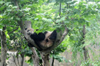 “功夫熊貓”樹上酣睡 