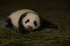 赠台熊猫幼崽睡竹叶床