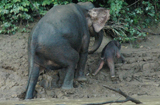 象媽媽淤泥中救小象