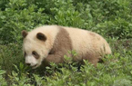 罕見基因突變棕色大熊貓