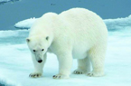 北極熊：適者生存之道