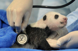 大熊貓寶寶體檢