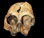 中國現六百萬年前古猿頭骨