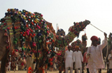 印2萬頭駱駝戴項鏈著盛裝選美