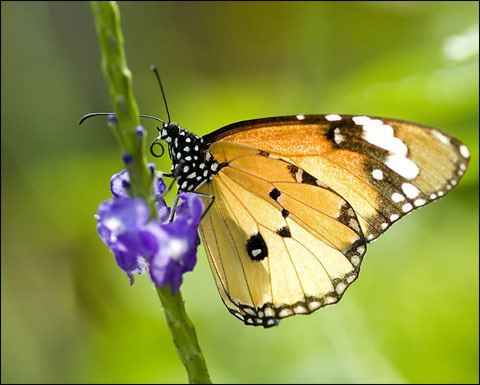 氣候變暖擾亂蝴蝶飛行季節