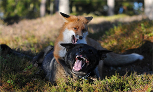 狗與狐狸嬉戲玩耍友誼深