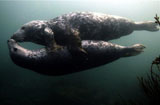 海豹水中拥抱 亲密“激吻”