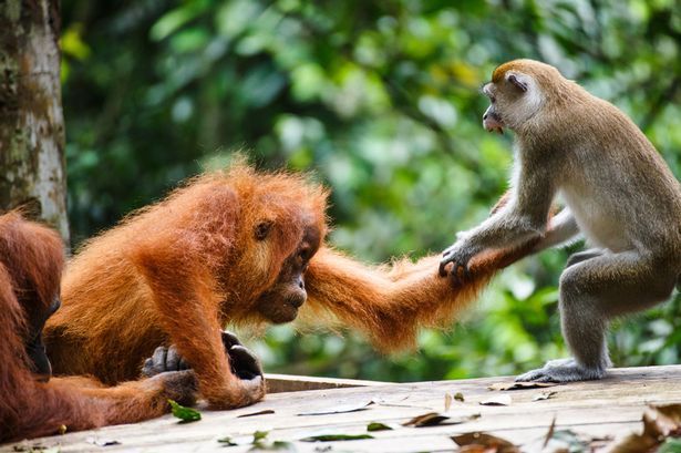 印尼公园内猩猩猕猴为抢香蕉上演拳击大战