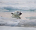 海水裡的北極熊