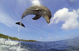 英机器人携相机潜入海底拍海豚
