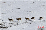 新疆现60余只野生盘羊集体觅食 