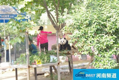 网友称熊猫被逼“做台”