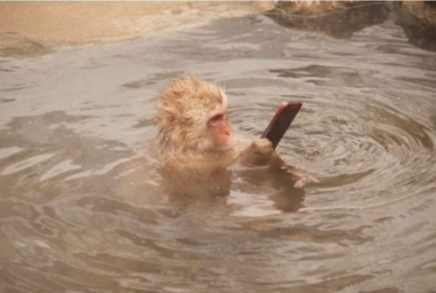 日本猴子拿iPhone泡温泉照走红