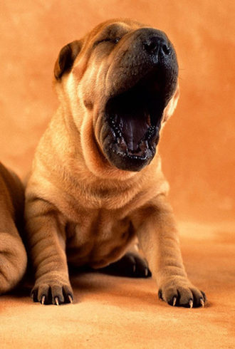 动物心思大揭秘:狗舔鼻子是紧张 猫打滚说信任