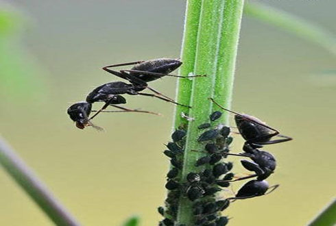 动物心思大揭秘:狗舔鼻子是紧张 猫打滚说信任