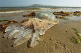 英海岸遭巨大水母入侵长一米 