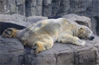 北极熊受40度高温折磨患精神病