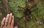 美科学家丛林偶遇世界最大蜘蛛