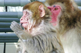 日本一猴子8个月大满脸皱纹