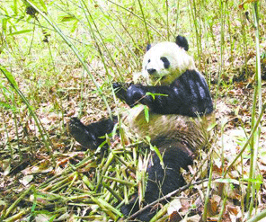 秦岭野生大熊猫分布密度全国最大