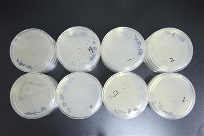 6月30日,实验人员计算培养皿中的菌落数量.