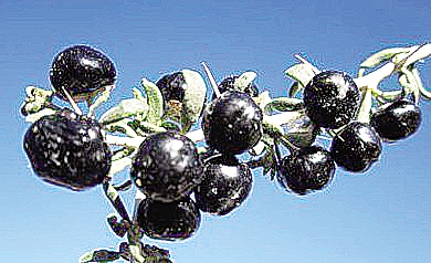 黑枸杞到底金贵在哪儿?