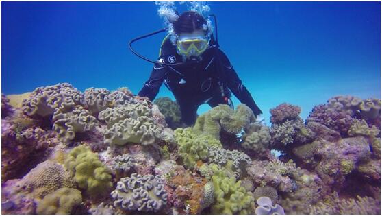 纪录片《守护南海珊瑚林》13日首播