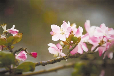 “不安分”海棠竟在冬天开花