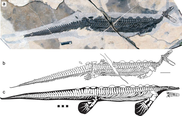 我国发现2.48亿年前与鸭嘴兽具有相似捕食方式的海生爬行动物化石