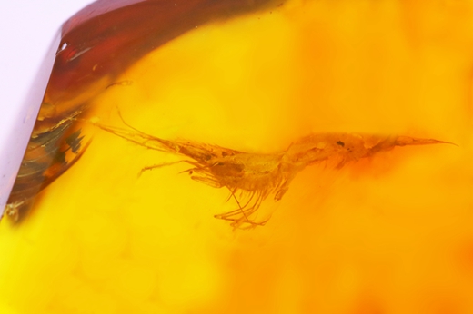 世界第一枚虾琥珀细节照