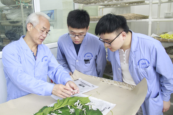 蚕业首席科学家鲁成：63岁教授的逆行人生