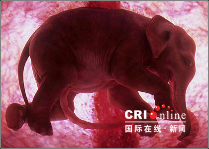 子宫中的动物们 惊艳动物胎儿图