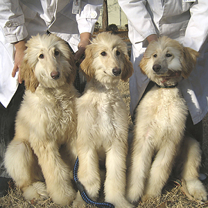 黄禹锡学生宣布成功克隆3条阿富汗猎犬