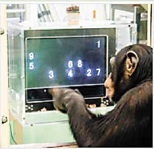 英发现黑猩猩的瞬间记忆比人强