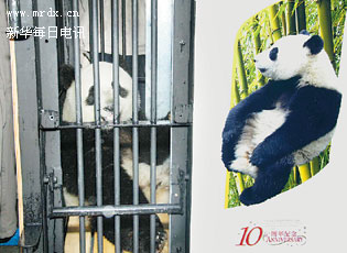 ▲4月26日8时许,载有两只赠港大熊猫的车队离开四川卧龙自然保护区,前往100多公里外的成都双流国际机场。
新华社记者 陈燮 摄