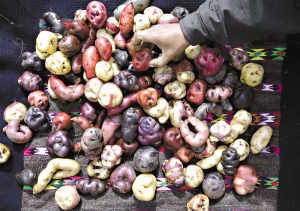 秘鲁马铃薯品种达3500种 颜色多形状怪