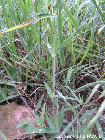 马唐 抓地龙,鸡窝草(Digitaria sanguinalis)