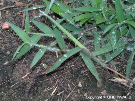 马唐 抓地龙,鸡窝草(Digitaria sanguinalis)