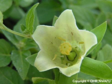 技巧(Codonopsispilosula)(4)合党参套天空图片