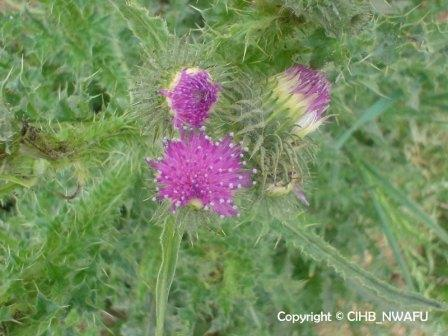 飞廉 刺萝卜,牛扎口 Carduus crispus