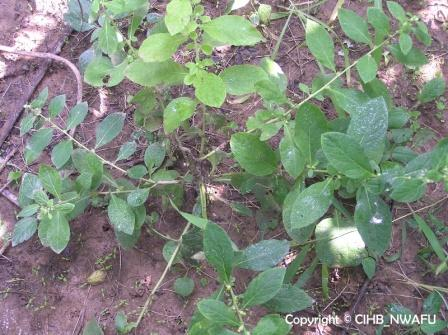 天明精 鹤虱,天蔓青(Carpesium abrotanoides)