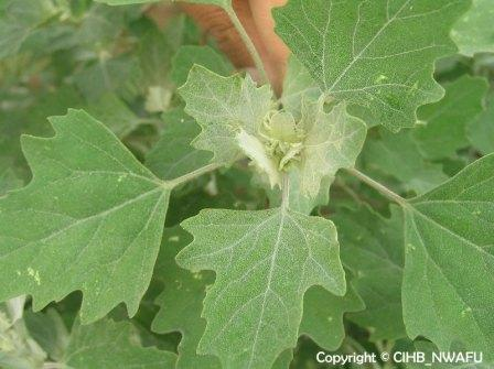 灰绿藜 灰条菜(Chenopodium glaucum) (3)